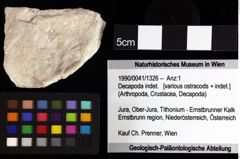 Foto (Objket + Etiketten) von Decapoda indet. 